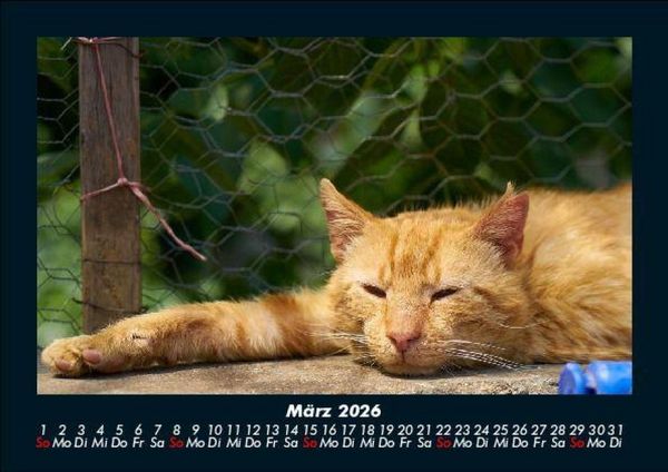 Produktbild: F&uuml;r Katzenfreunde 2026 Fotokalender DIN A5