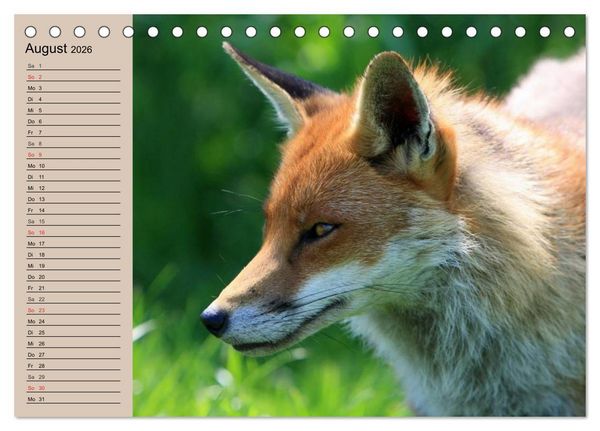 Produktbild: Der Fuchs. Bezaubernder Geselle (Tischkalender 2026 DIN A5 quer), CALVENDO Monatskalender