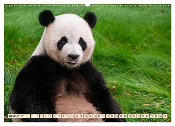Produktbild: Niedlicher Panda (hochwertiger Premium Wandkalender 2026 DIN A2 quer), Kunstdruck in Hochglanz