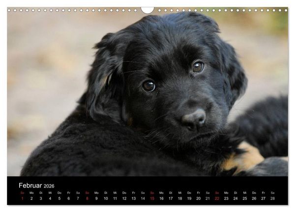 Produktbild: Welpen 2026 (Wandkalender 2026 DIN A3 quer), CALVENDO Monatskalender