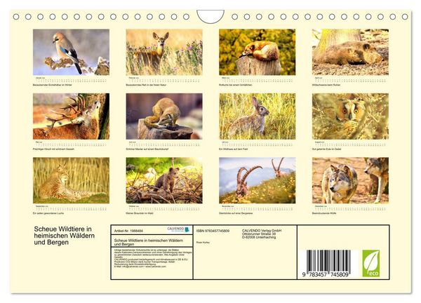 Produktbild: Scheue Wildtiere in heimischen W&auml;ldern und Bergen (Wandkalender 2026 DIN A4 quer), CALVENDO Monatskalender