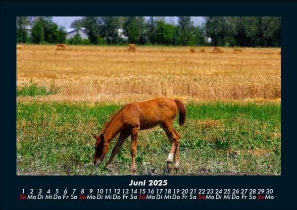 Produktbild: Pferdetraum 2025 Fotokalender DIN A5