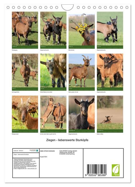 Produktbild: Ziegen - liebenswerte Sturk&ouml;pfe (Wandkalender 2026 DIN A4 hoch), CALVENDO Monatskalender