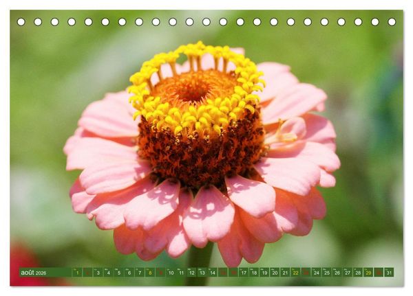 Produktbild: La beaut&eacute; des fleurs (Calendrier de bureau 2026 DIN A5 vertical), CALVENDO calendrier mensuel