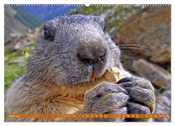 Produktbild: Und ewig pfeift das Murmeltier (hochwertiger Premium Wandkalender 2026 DIN A2 quer), Kunstdruck in Hochglanz