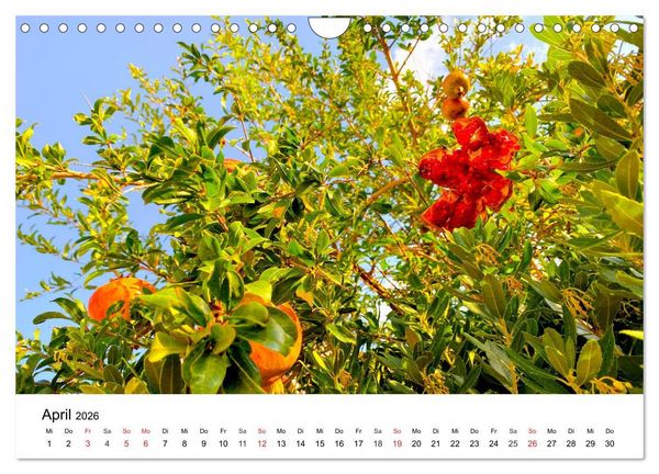 Produktbild: Wandern auf Menorca (Wandkalender 2026 DIN A4 quer), CALVENDO Monatskalender