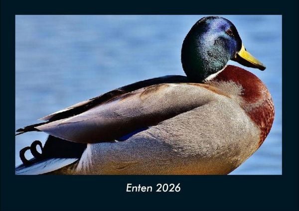 Enten 2026 Fotokalender DIN A4