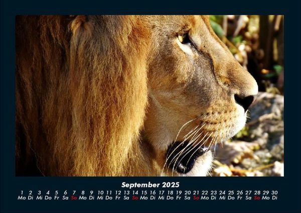 Produktbild: L&ouml;wen in der Wildnis 2025 Fotokalender DIN A4
