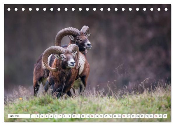 Produktbild: Emotionale Momente: Muffelwild. (Tischkalender 2026 DIN A5 quer), CALVENDO Monatskalender