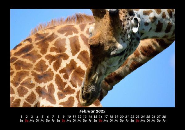 Produktbild: Giraffen 2025 Fotokalender DIN A3