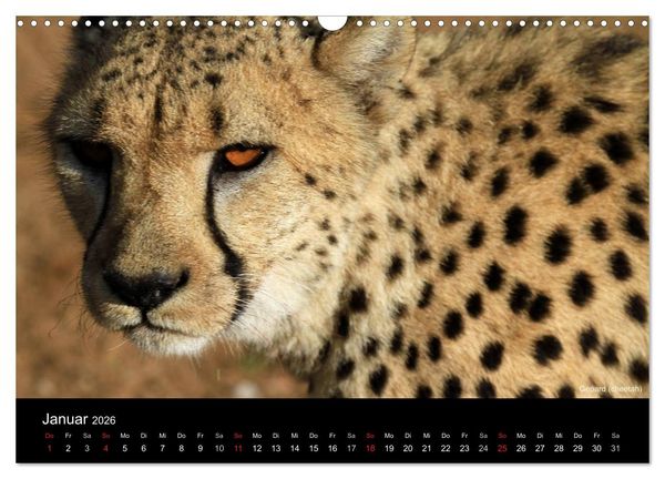 Produktbild: Raubkatzen (Wandkalender 2026 DIN A3 quer), CALVENDO Monatskalender