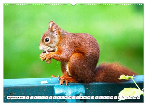 Produktbild: Eichh&ouml;rnchen in freier Natur (hochwertiger Premium Wandkalender 2026 DIN A2 quer), Kunstdruck in Hochglanz