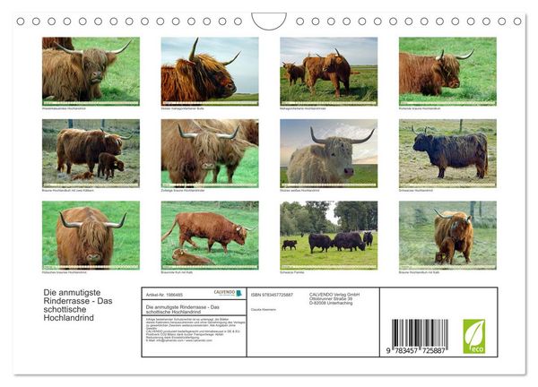 Produktbild: Die anmutigste Rinderrasse - Das schottische Hochlandrind (Wandkalender 2026 DIN A4 quer), CALVENDO Monatskalender