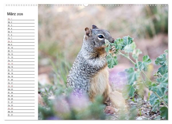 Produktbild: Faszination Grand Canyon (Wandkalender 2026 DIN A2 quer), CALVENDO Monatskalender