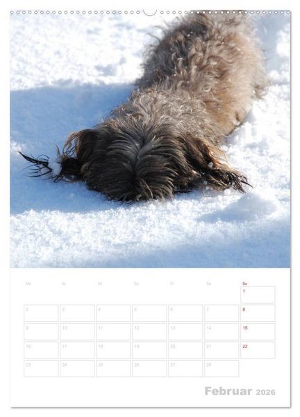 Produktbild: Der Dackel - mein kleiner Freund (hochwertiger Premium Wandkalender 2026 DIN A2 hoch), Kunstdruck in Hochglanz