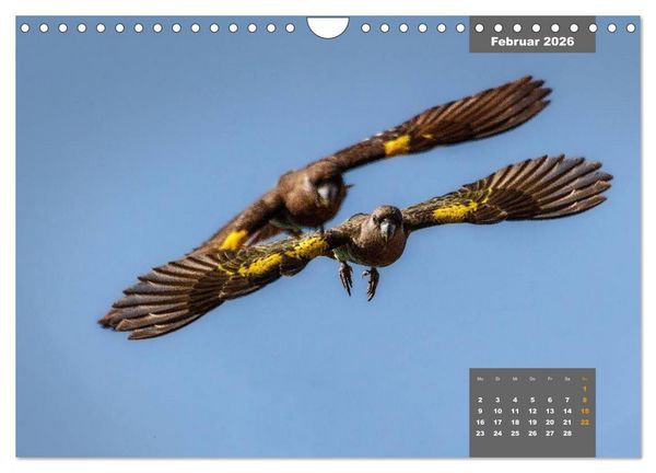 Produktbild: Papageien - Frech, sch&ouml;n und schlau (Wandkalender 2026 DIN A4 quer), CALVENDO Monatskalender