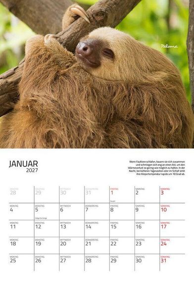 Produktbild: Faultiere Kalender 2027 Eintragkalender