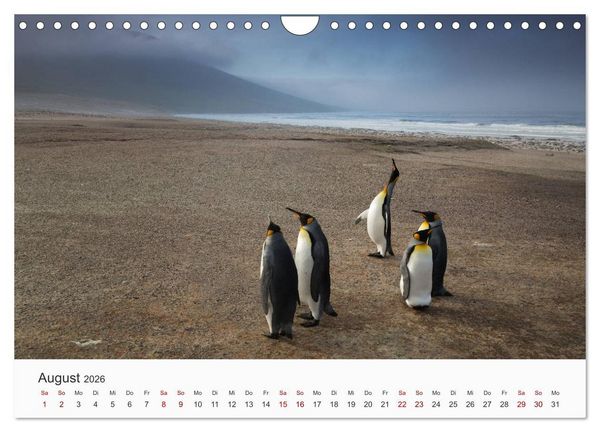 Produktbild: Pinguine - Die sympathischen Frack-Tr&auml;ger (Wandkalender 2026 DIN A4 quer), CALVENDO Monatskalender