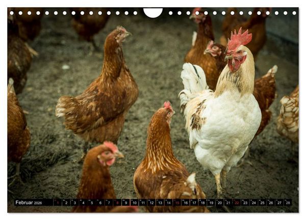 Produktbild: H&uuml;hner in meinem Garten (Wandkalender 2026 DIN A4 quer), CALVENDO Monatskalender