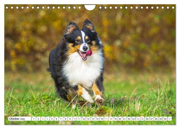 Produktbild: H&uuml;tehund der Shetland Inseln - Shetland Sheepdog (Wandkalender 2026 DIN A4 quer), CALVENDO Monatskalender