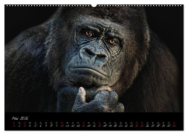 Produktbild: Gorilla (Wandkalender 2026 DIN A2 quer), CALVENDO Monatskalender