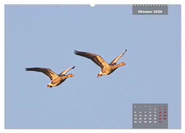 Produktbild: Naturparadies Nordstrand und Beltringharder Koog (hochwertiger Premium Wandkalender 2026 DIN A2 quer), Kunstdruck in Hochglanz