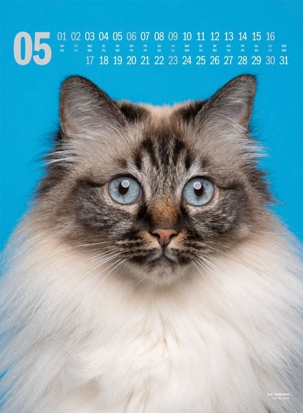 Produktbild: Catography Katzen-Kalender 2027