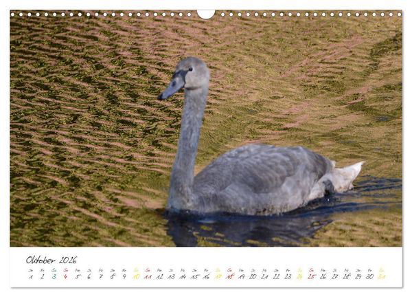 Produktbild: Schw&auml;ne, Liebe f&uuml;r die Ewigkeit (Wandkalender 2026 DIN A3 quer), CALVENDO Monatskalender