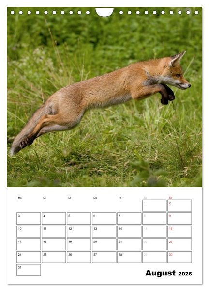Produktbild: Rotfuchs - Impressionen (Wandkalender 2026 DIN A4 hoch), CALVENDO Monatskalender