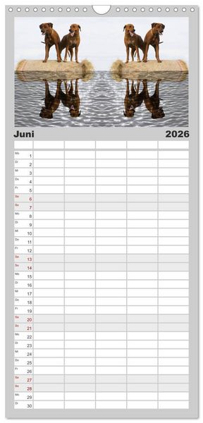Produktbild: Familienplaner 2026 - Rhodesian Ridgeback - Moments mit 5 Spalten (Wandkalender, 21 x 45 cm) CALVENDO
