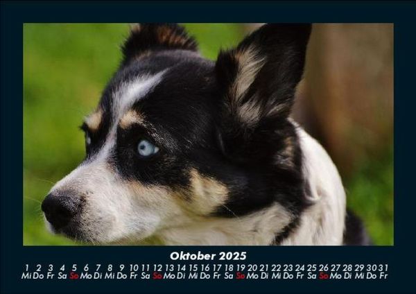 Produktbild: Welt der Tiere 2025 Fotokalender DIN A5