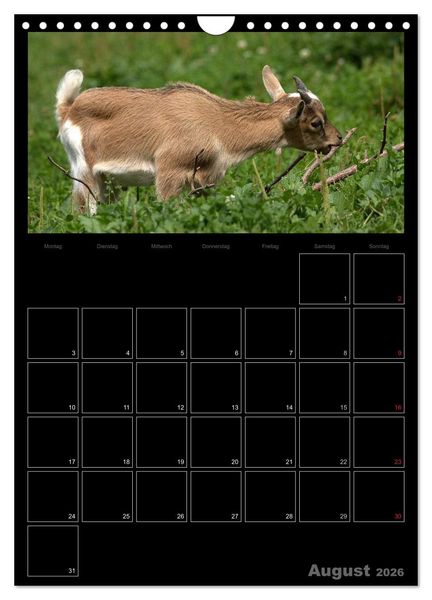 Produktbild: Zwergziegen (Wandkalender 2026 DIN A4 hoch), CALVENDO Monatskalender