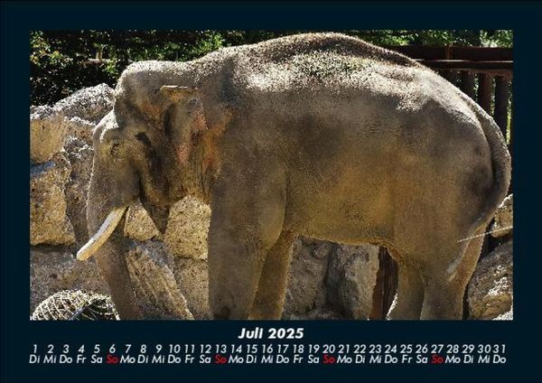 Produktbild: Elefanten 2025 Fotokalender DIN A5
