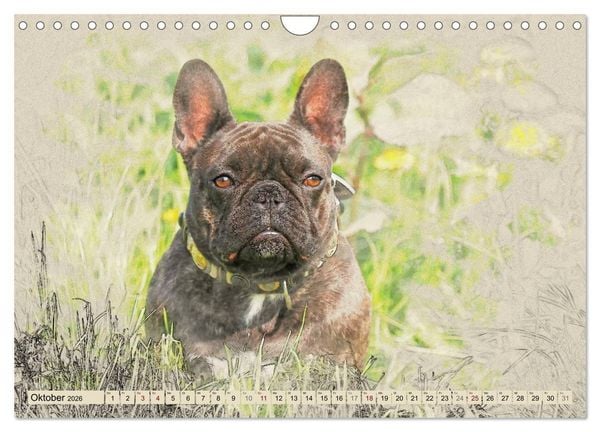 Produktbild: Franz&ouml;sische Bulldoggen 2026 (Wandkalender 2026 DIN A4 quer), CALVENDO Monatskalender