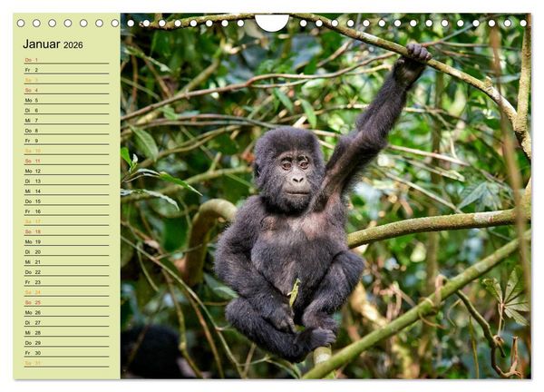 Produktbild: Ugandas wilde Menschenaffen (Wandkalender 2026 DIN A4 quer), CALVENDO Monatskalender