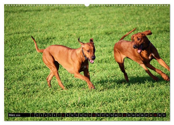 Produktbild: Rhodesian Ridgeback, Pure Lebensfreude (hochwertiger Premium Wandkalender 2026 DIN A2 quer), Kunstdruck in Hochglanz