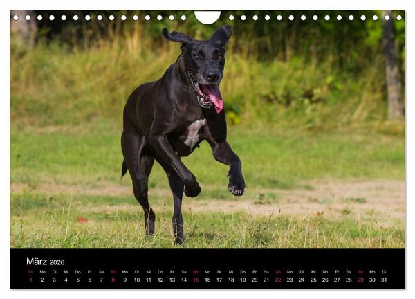 Produktbild: Deutsche Dogge 2026 (Wandkalender 2026 DIN A4 quer), CALVENDO Monatskalender