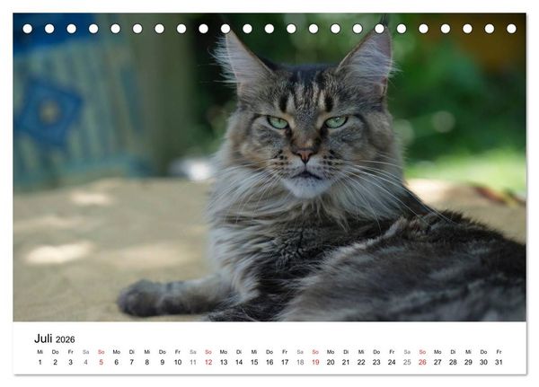 Produktbild: Rassekatzen 2026 (Tischkalender 2026 DIN A5 quer), CALVENDO Monatskalender