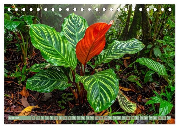 Produktbild: Zimmerpflanzen auf Heimaturlaub (Tischkalender 2027 DIN A5 quer), CALVENDO Monatskalender