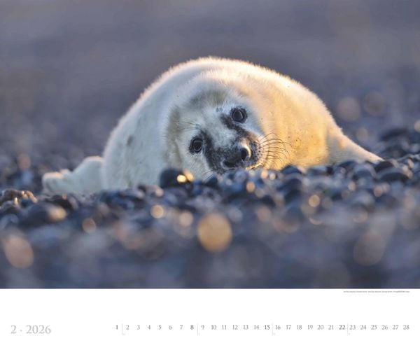 Produktbild: Deutsche Küsten 2026 - Bildkalender XXL 60x50 cm - hochwertiger Wandkalender im Querformat - Landschaftskalender - Wandplaner