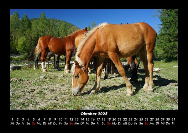 Produktbild: Pferdegefl&uuml;ster 2025 Fotokalender DIN A3