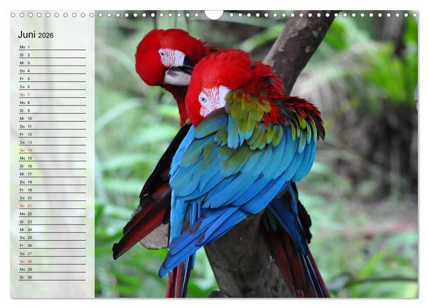 Produktbild: Papageien. Bunt, laut und klug (Wandkalender 2026 DIN A3 quer), CALVENDO Monatskalender