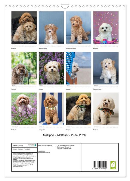 Produktbild: Maltipoo - Malteser - Pudel 2026 (Wandkalender 2026 DIN A3 hoch), CALVENDO Monatskalender