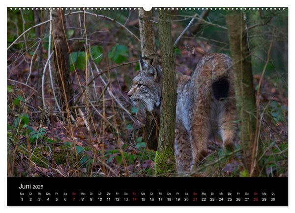 Produktbild: Der Luchs (Wandkalender 2026 DIN A2 quer), CALVENDO Monatskalender