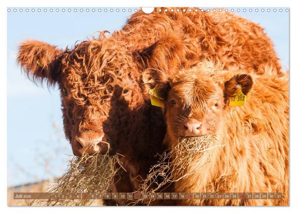 Produktbild: Sch&ouml;ne Schotten - Galloway im Portr&auml;t (Wandkalender 2026 DIN A3 quer), CALVENDO Monatskalender