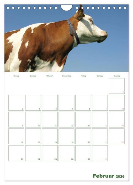 Produktbild: Kuhle K&uuml;he 2026 (Wandkalender 2026 DIN A4 hoch), CALVENDO Monatskalender