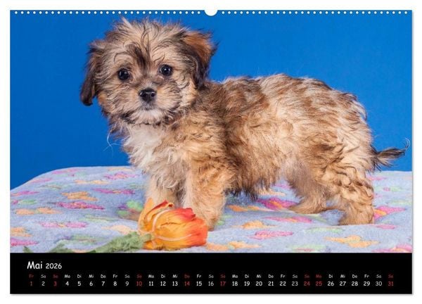 Produktbild: Bolonka Welpenstube (Wandkalender 2026 DIN A2 quer), CALVENDO Monatskalender