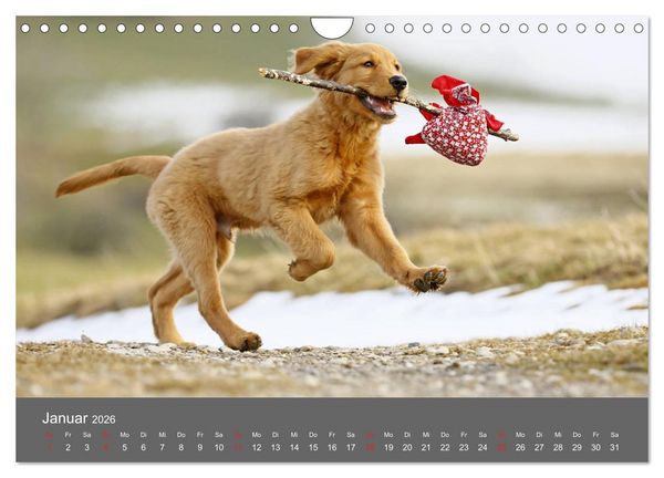 Produktbild: Chesley Kleiner Hund grosse Abenteuer (Wandkalender 2026 DIN A4 quer), CALVENDO Monatskalender