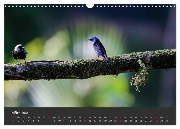 Produktbild: Costa Rica 2026 Exotische Vogelwelt (Wandkalender 2026 DIN A3 quer), CALVENDO Monatskalender