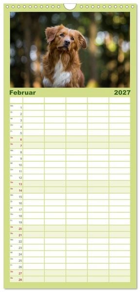 Produktbild: Familienplaner 2027 - Toller - Nova Scotia Duck Tolling Retriever mit 5 Spalten (Wandkalender, 21 x 45 cm) CALVENDO
